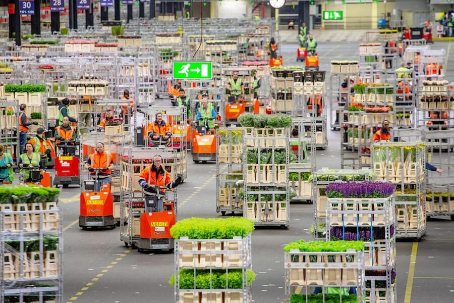 Aalsmeer: Flower Auction Royal Flora Holland Entry Ticket - Key points before you go