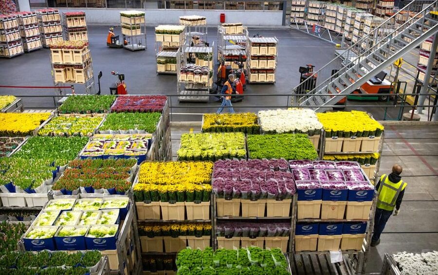Aalsmeer: Flower Auction Royal Flora Holland Entry Ticket - Entering Royal FloraHolland: expect scale right away
