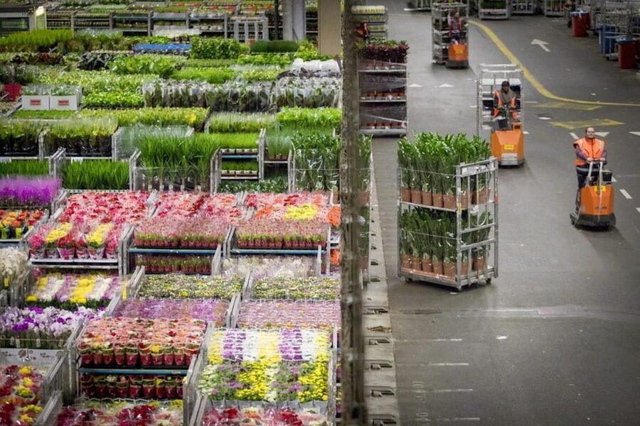 Aalsmeer: Flower Auction Royal Flora Holland Entry Ticket - Sensory payoff: color and smell, plus the “wow” factor of quantity