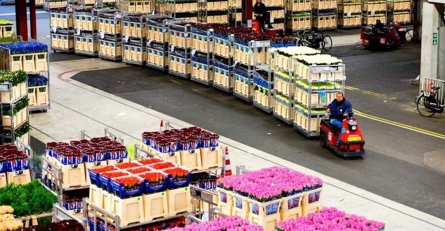 Aalsmeer: Flower Auction Royal Flora Holland Entry Ticket - Price and value: $14 for entry plus an audio tour