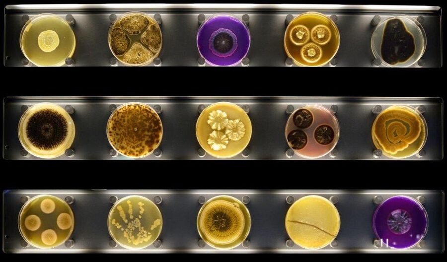 Amsterdam: ARTIS-Micropia Microbe Museum Entry Ticket - The Laboratorium: daily lab talks and the feeling of real science in the room