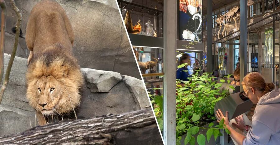 Amsterdam: ARTIS Royal Zoo and ARTIS Groote Museum Ticket - ARTIS Royal Zoo and ARTIS-Groote Museum, one calm location in the city