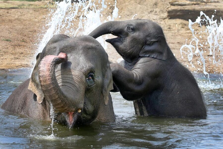 Amsterdam: ARTIS Royal Zoo and ARTIS Groote Museum Ticket - Where you start matters: begin at ARTIS-Groote Museum, then go to the zoo