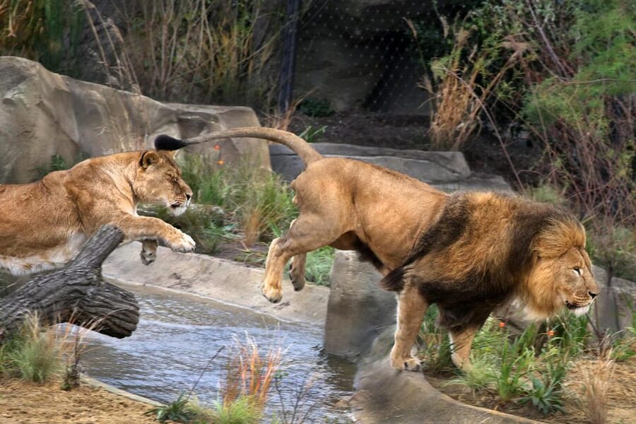 Amsterdam: ARTIS Royal Zoo and ARTIS Groote Museum Ticket - Madagascar habitats, otters near red pandas, and the big cat and primate mix