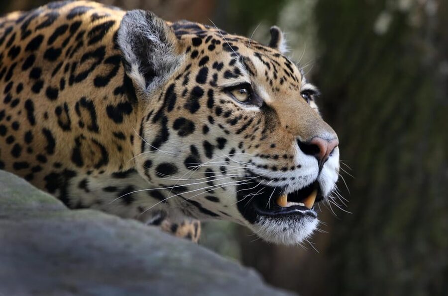 Amsterdam: ARTIS Royal Zoo and ARTIS Groote Museum Ticket - Value and pacing: is the $55 combo ticket worth it?