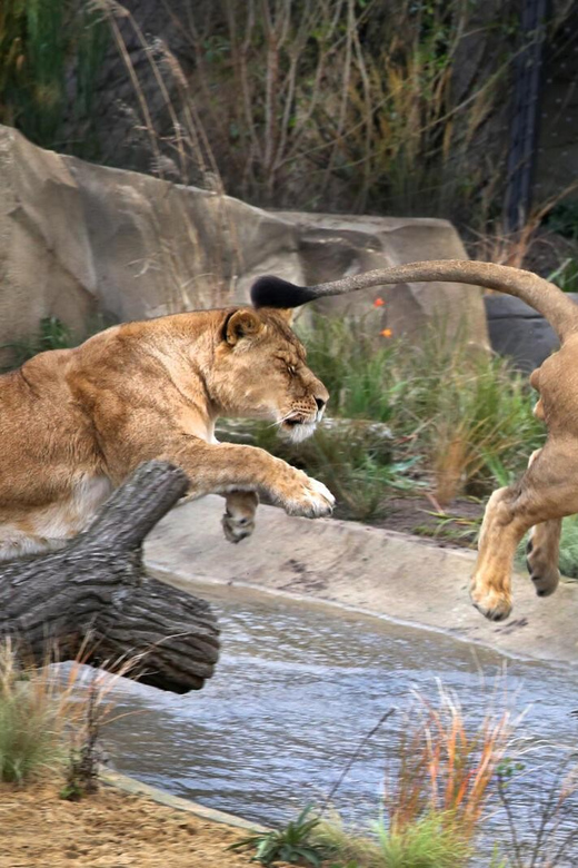 Amsterdam: ARTIS Royal Zoo and ARTIS Groote Museum Ticket - Should you book this ARTIS Royal Zoo plus Groote Museum ticket?
