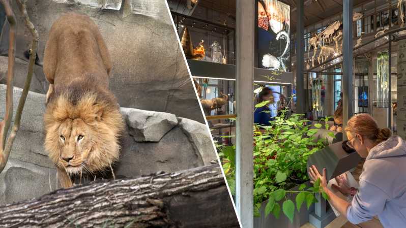 Amsterdam: ARTIS Royal Zoo and ARTIS Groote Museum Ticket - Newborn elephant calves and the Elephant Expedition