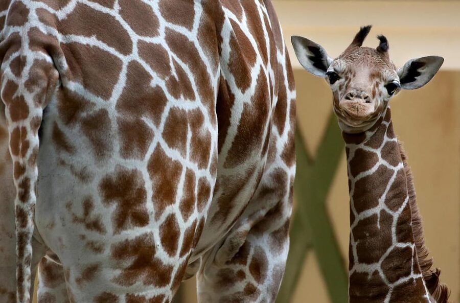 Amsterdam: Artis Royal Zoo & ARTIS-Micropia Combo Ticket - A smart one-day combo in central Amsterdam