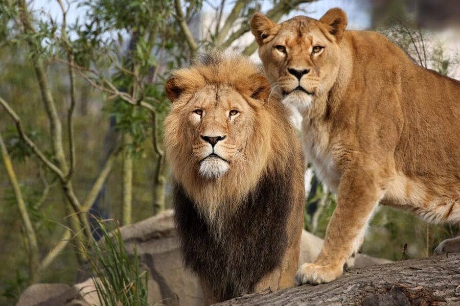 Amsterdam: Artis Royal Zoo & ARTIS-Micropia Combo Ticket - Food, breaks, and small conveniences that matter