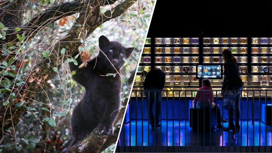 Amsterdam: Artis Royal Zoo & ARTIS-Micropia Combo Ticket - Elephant Expedition and newborn elephant calves