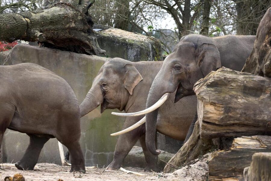 Amsterdam: Artis Royal Zoo & ARTIS-Micropia Combo Ticket - Micropia time slots, and how to avoid rushing