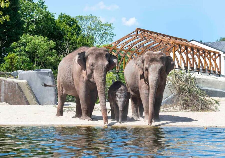 Amsterdam: ARTIS Royal Zoo Entry Ticket - Key things to know before you go