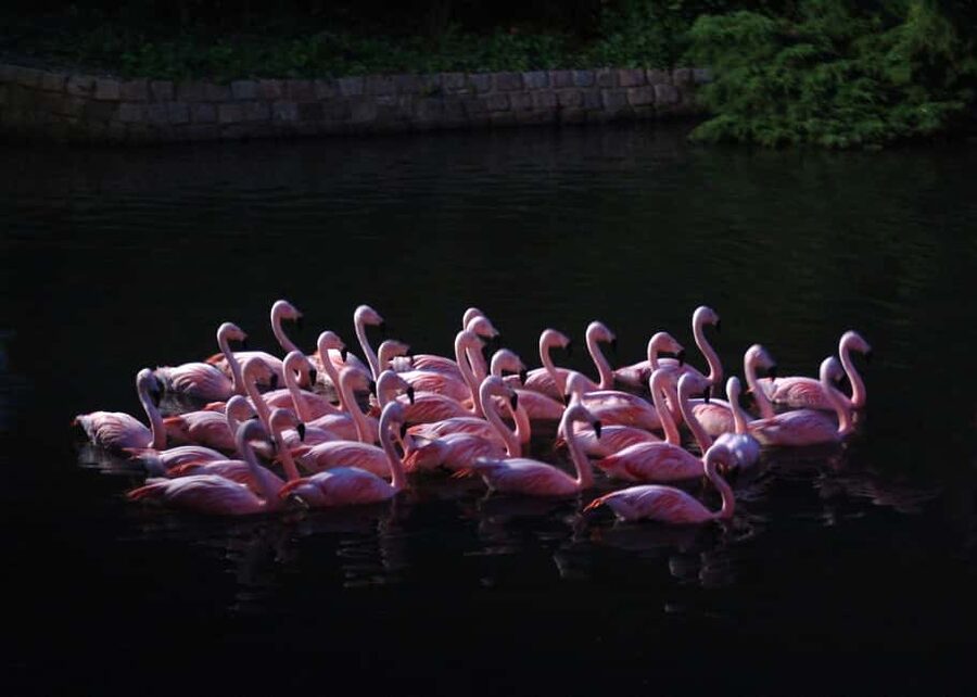 Amsterdam: ARTIS Royal Zoo Entry Ticket - ARTIS-Planetarium: included star time that works year-round