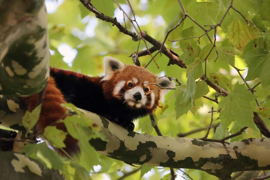 Amsterdam: ARTIS Royal Zoo Entry Ticket - Botanical garden strolls and the historic park feel