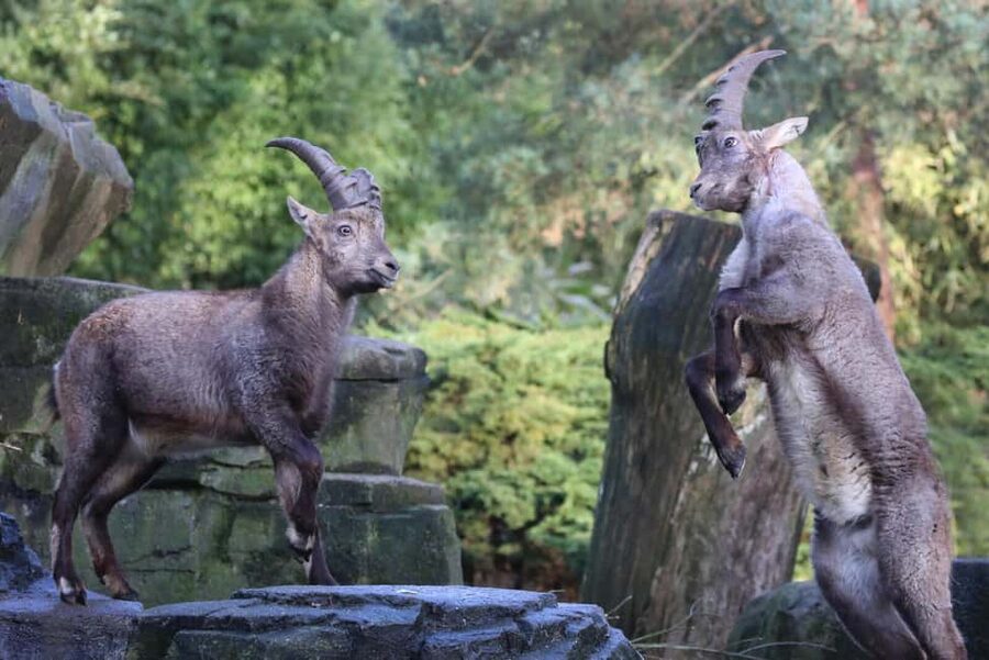 Amsterdam: ARTIS Royal Zoo Entry Ticket - Food, breaks, and keeping your energy up