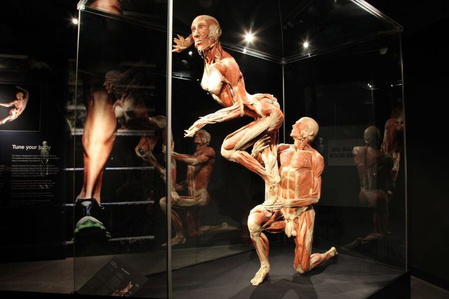 Amsterdam: Body Worlds Exhibition and Canal Cruise - How the specimens are presented, and what to look for