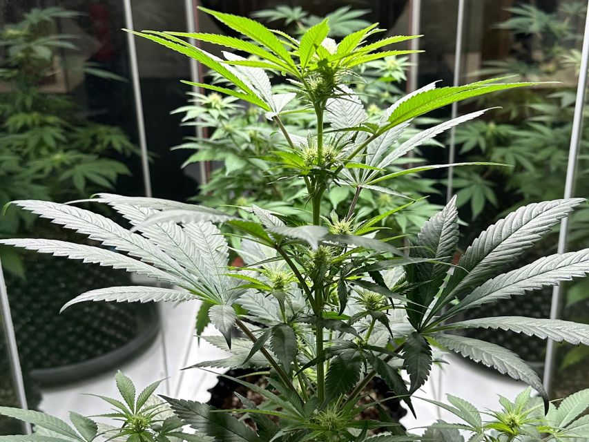 Amsterdam: Cannabis Museum Entry Ticket - Who Should Book This Cannabis Museum Entry Ticket