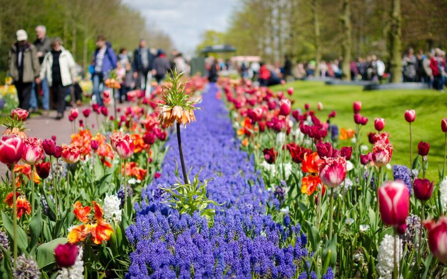 Amsterdam: Day Tour Keukenhof and Zaanse Schans Windmills - Zaanse Schans windmill village: what to do in about 2.5 hours