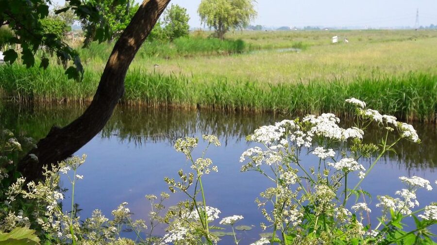 Amsterdam: Dutch Countryside Sunset Canoe Tour - Should you book this Amsterdam Dutch countryside sunset canoe tour?