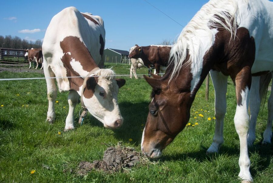 Amsterdam: Full-Day Countryside Tour - Comfort, Vehicle Choice, and the Small Details That Affect Your Day