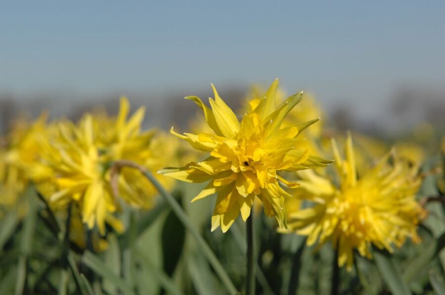 Amsterdam: Half-Day Flower Fields and Keukenhof Bicycle Tour - Meet Outside Amsterdam Central Station, Then Let the Train Do the Heavy Lifting