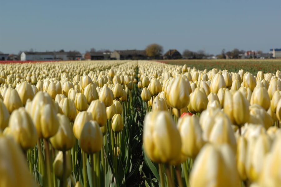 Amsterdam: Half-Day Flower Fields and Keukenhof Bicycle Tour - Lisse Bike Time: A Short Ride That Keeps the Day From Dragging