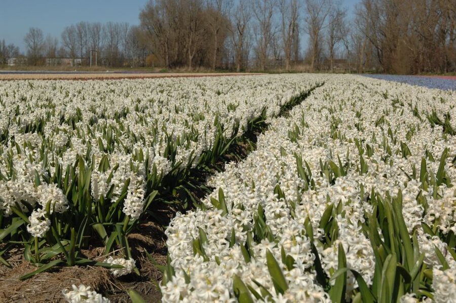 Amsterdam: Half-Day Flower Fields and Keukenhof Bicycle Tour - Price and Value: What $101 Gets You for 6 Hours in Tulip Country