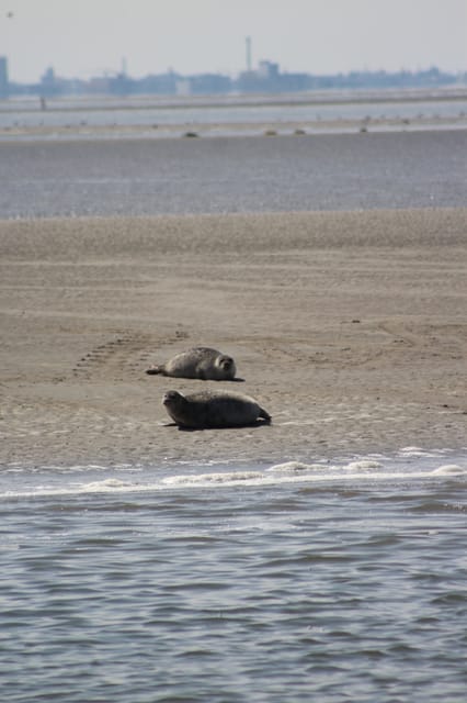 Amsterdam: Half-Day Seal Safari at Waddensea UNESCO Site - Key things I’d watch for on this seal safari