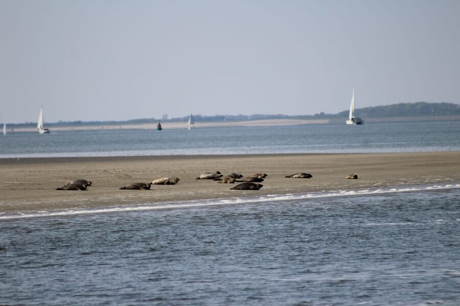 Amsterdam: Half-Day Seal Safari at Waddensea UNESCO Site - How to prepare so you enjoy every part of the day