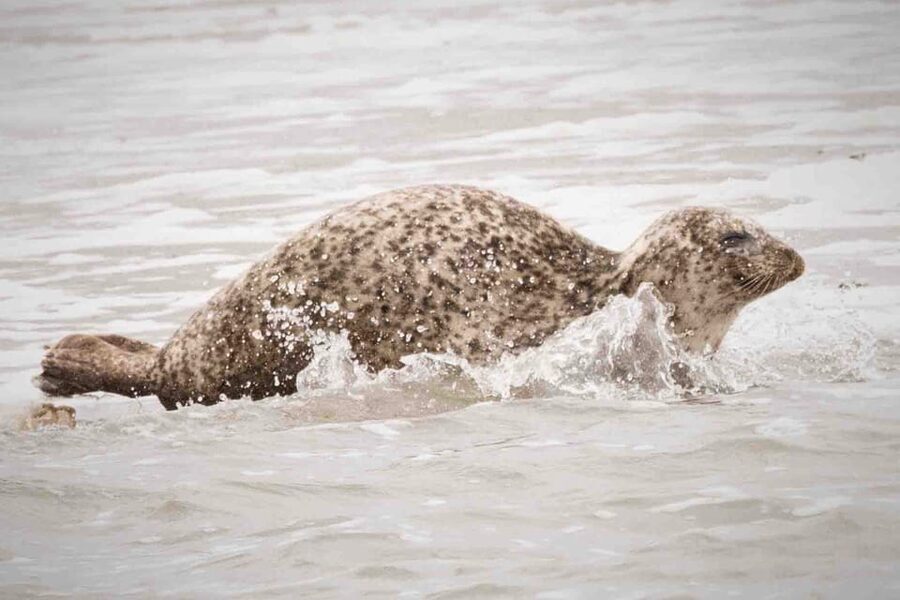 Amsterdam: Half-Day Seal Safari at Waddensea UNESCO Site - From Amsterdam pickup to the Dutch coast, you’ll feel the day click into place