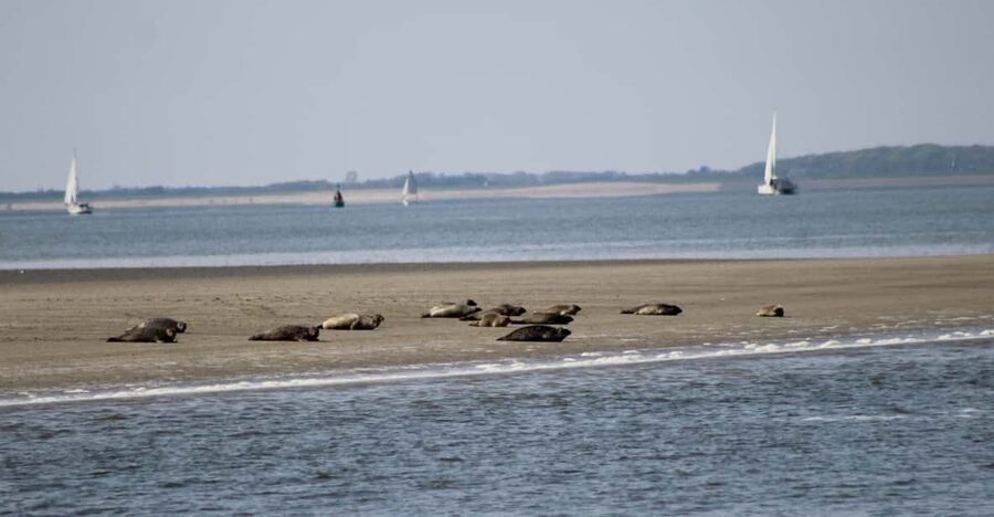 Amsterdam: Half-Day Seal Safari at Waddensea UNESCO Site - The seal safari at low tide: what you’ll actually be doing