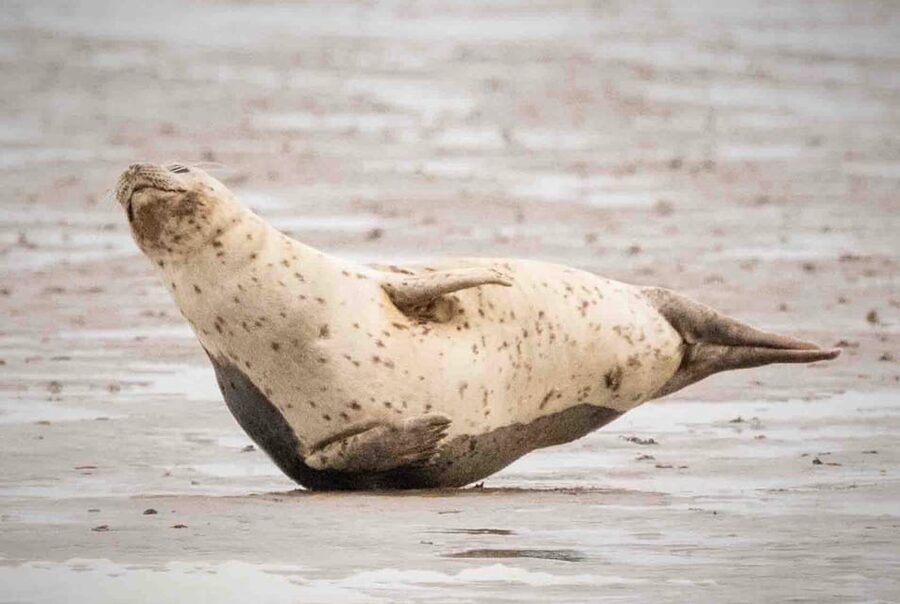 Amsterdam: Half-Day Seal Safari at Waddensea UNESCO Site - Cold-weather reality check and how to handle it on the water