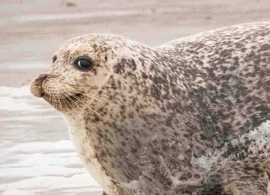 Amsterdam: Half-Day Seal Safari at Waddensea UNESCO Site - Medemblik on the IJsselmeer: your free time on a real old fishing town