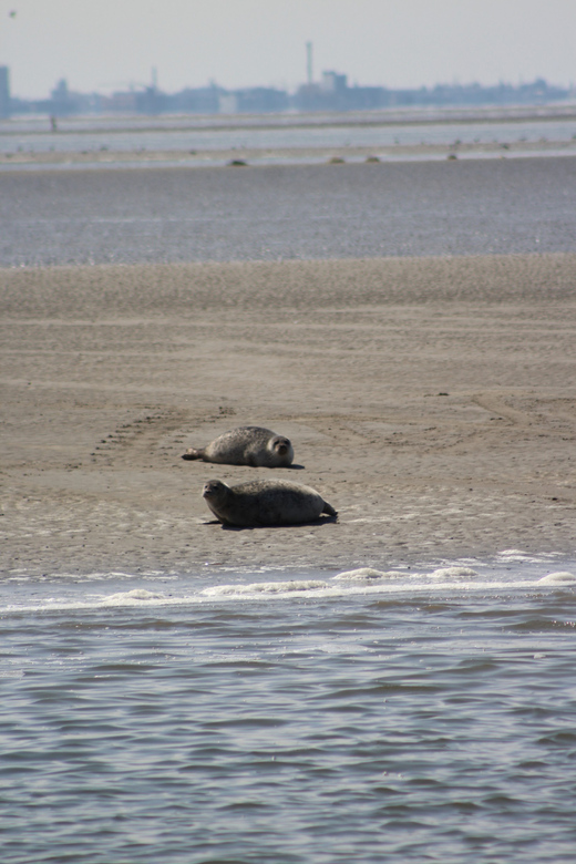 Amsterdam: Half-Day Seal Safari at Waddensea UNESCO Site - Value and cost: does $199 make sense for this kind of day?