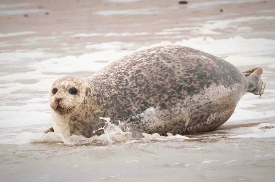 Amsterdam: Half-Day Seal Safari at Waddensea UNESCO Site - Who this seal safari is best for