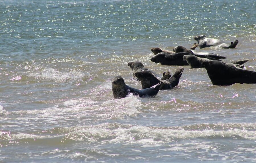 Amsterdam: Half-Day Seal Safari at Waddensea UNESCO Site - Small-group feel, guide help, and why it matters for your results