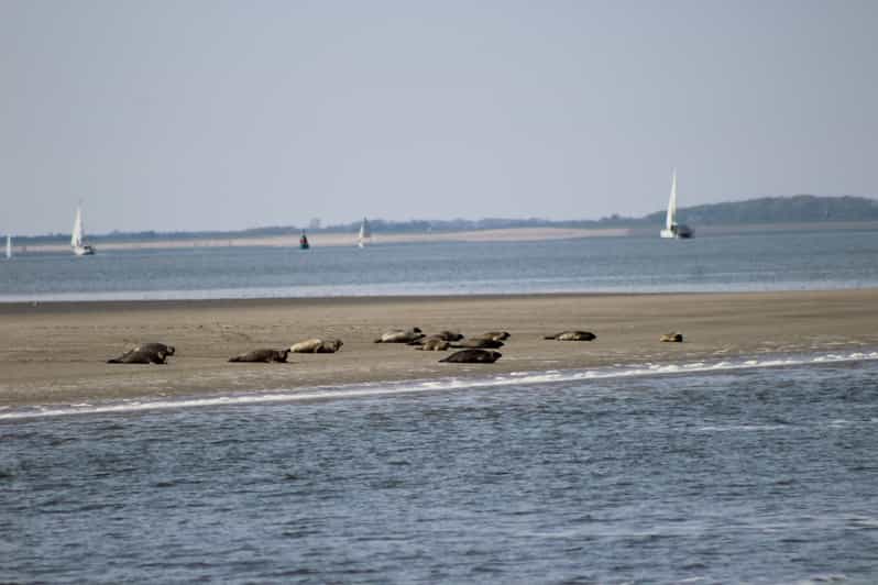 Amsterdam: Half-Day Seal Safari at Waddensea UNESCO Site - Boarding the ship in the Wadden Sea UNESCO site