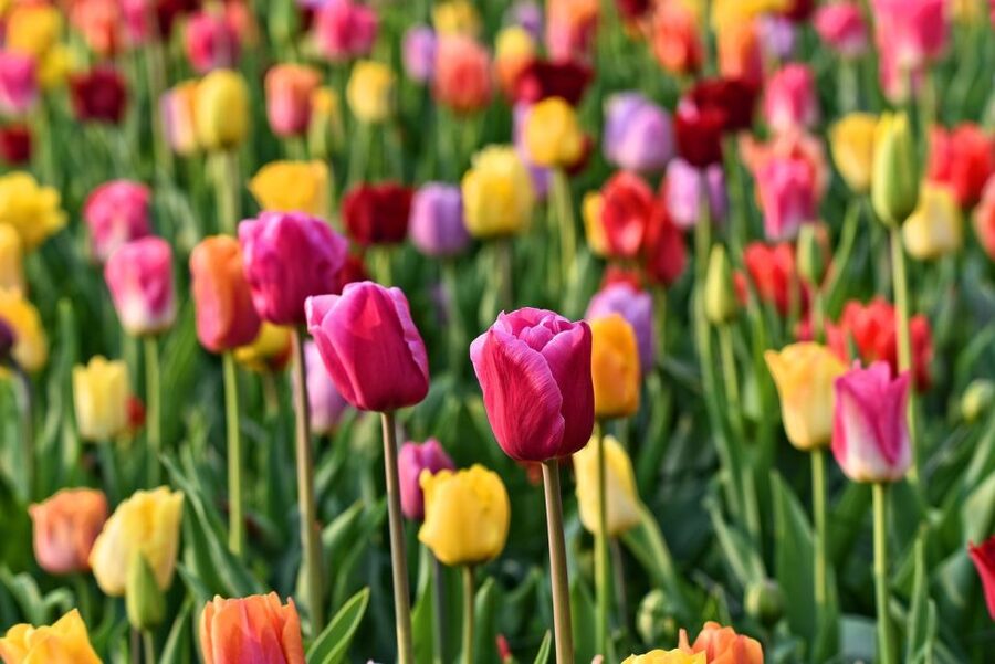 Amsterdam: Keukenhof and Zaanse Schans Live Guided Day Tour - Keukenhof Gardens: your 45-minute guided start, then choose your own tulip route