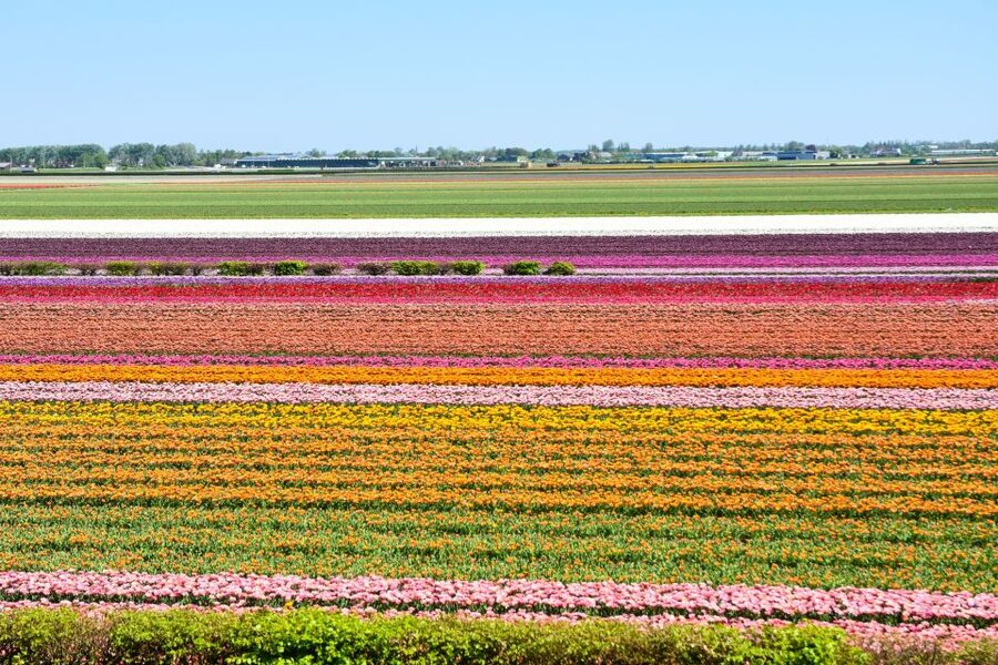 Amsterdam: Keukenhof and Zaanse Schans Live Guided Day Tour - How to enjoy Keukenhof even when the weather is moody