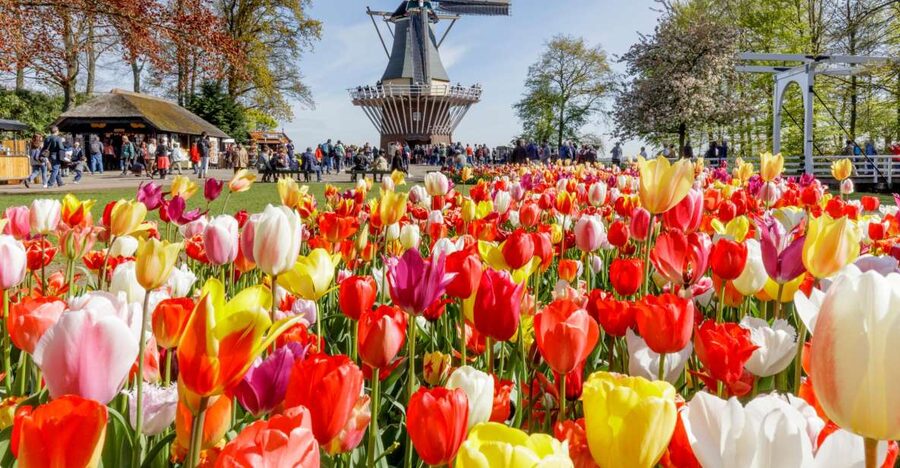 Amsterdam: Keukenhof and Zaanse Schans Live Guided Day Tour - Clogs and cheese at the Catharina Hoeve stop: hands-on culture with a tasting payoff