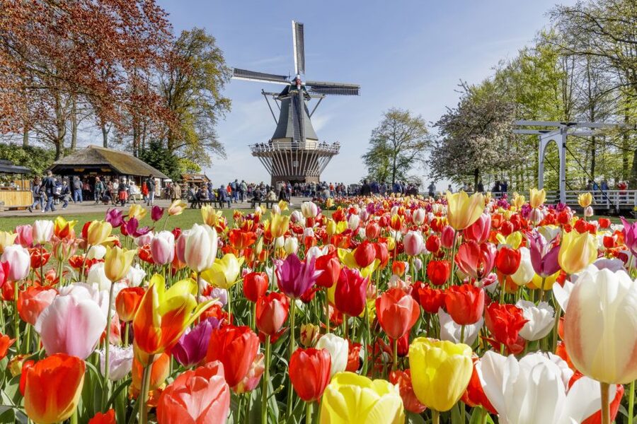 Amsterdam: Keukenhof and Zaanse Schans Live Guided Day Tour - Food and money: what the $71 ticket covers, and what you will likely pay for anyway