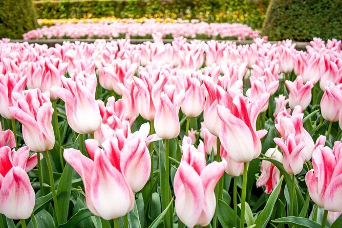 Amsterdam: Keukenhof Entry & Shuttle Bus with Flexible Return - Keukenhof on your terms: 3 hours to roam at human speed