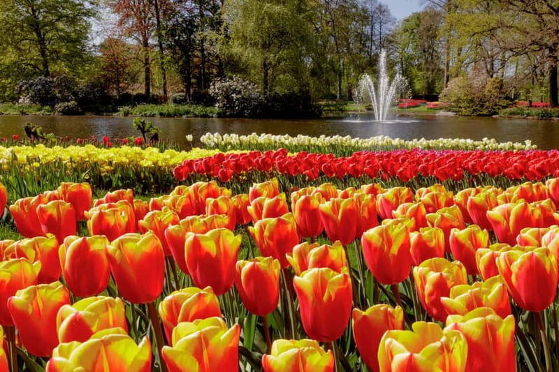 Amsterdam: Keukenhof Ticket and Roundtrip Shuttle Transfer - The Return to Amsterdam: Hop On, Hop Off, and Actually Flexible