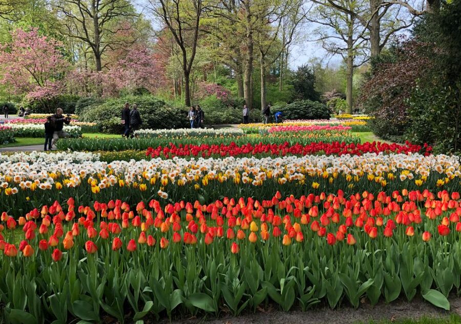 Amsterdam: Keukenhof Tulip Garden and Giethoorn Experience - The Day’s Pace: Walking, Lunch, and Staying on Schedule