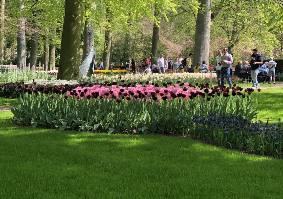 Amsterdam: Keukenhof Tulip Garden and Giethoorn Experience - Price and Value: What You Get for About $175