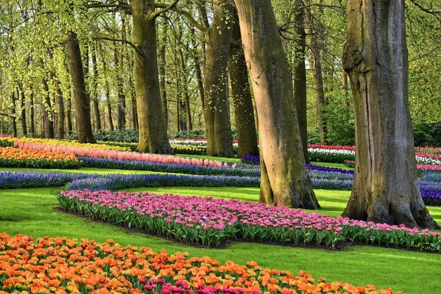 Amsterdam: Keukenhof & Zaanse Schans Windmills Private Tour - Key things that make this tour worth your attention