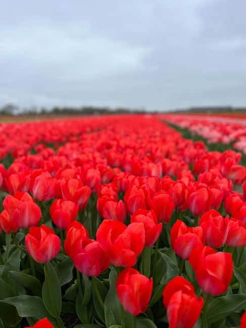 Amsterdam: Private Keukenhof and Free Tulip Tour - How a private chauffeur changes your Keukenhof game