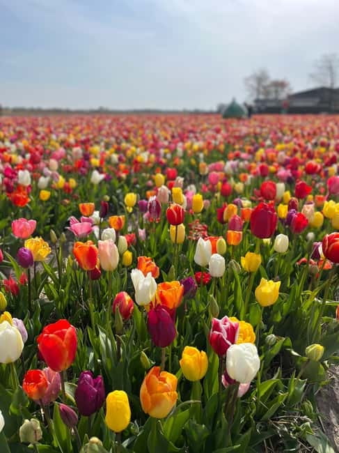 Amsterdam: Private Keukenhof and Free Tulip Tour - Pickup and drop-off: what the timing and routing feel like