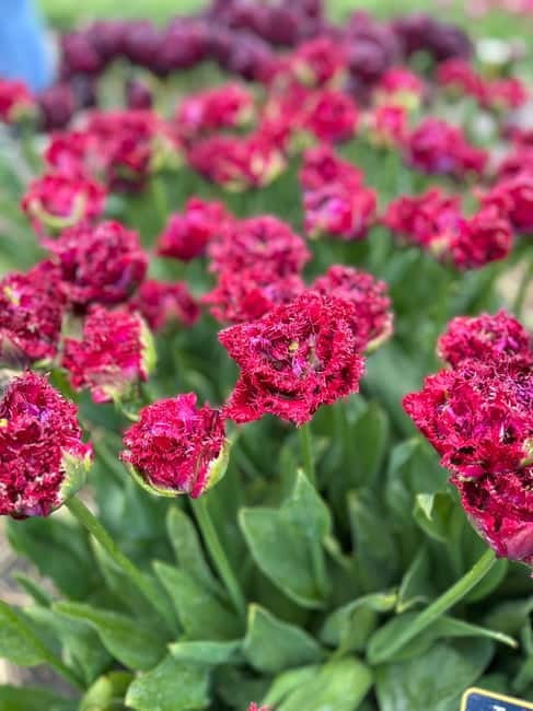 Amsterdam: Private Keukenhof and Free Tulip Tour - What to ask your guide before you leave the pickup point