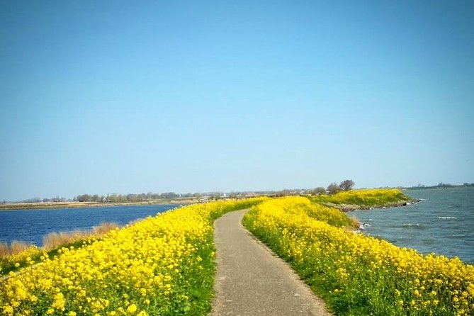 Amsterdam's Countryside Half-Day Bike Tour in Small Group - Price and value: what $48.37 covers and why it works